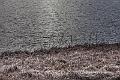 2019_02_09_Lac de Panneciere (0091)